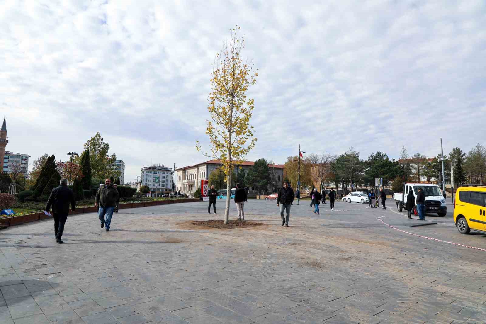 Sivas’ın sembolü olan tek ağaç kurumuştu, yerine yenisi dikildi