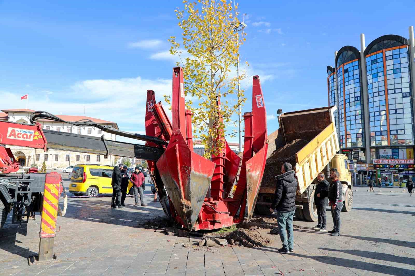 Sivas'ın sembolü olan tek ağaç kurumuştu, yerine yenisi dikildi