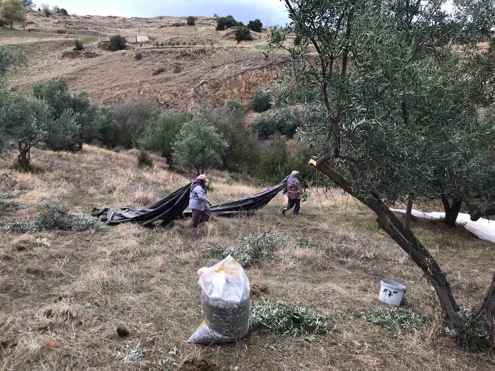 Üzüm hasadını bitiren üreticiler zeytin hasadına başladı