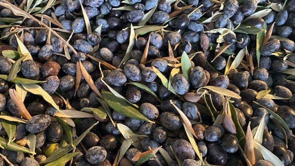 Bodrum Garaova’da Dilmit Zeytini Şenliği düzenlenecek