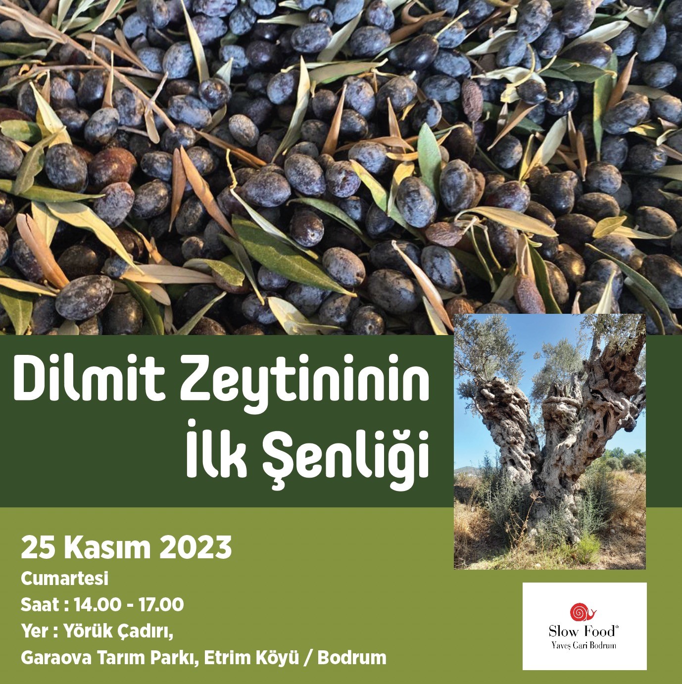 Bodrum Garaova’da Dilmit Zeytini Şenliği düzenlenecek