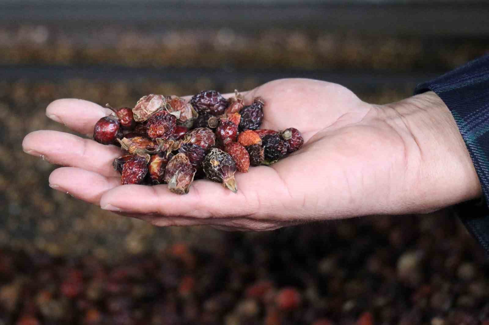 G&uuml;m&uuml;şhane&rsquo;nin şifa dolu hazinesi Kuşburnu Nektarı coğrafi işaret aldı
