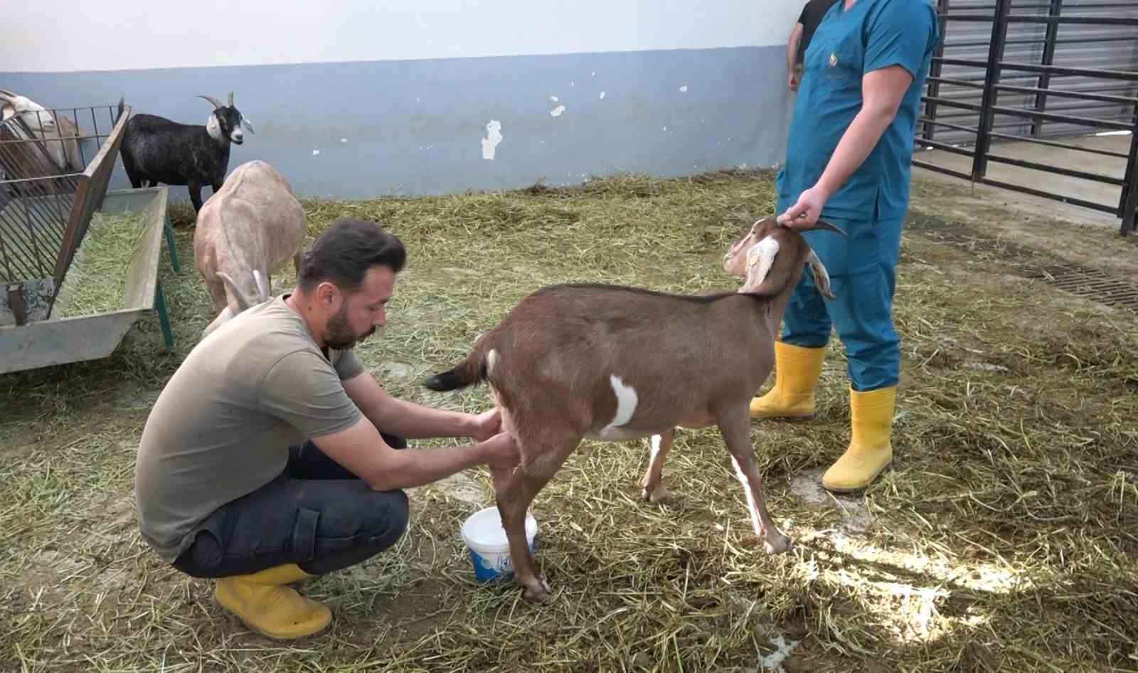 Siirt&rsquo;te et ve s&uuml;t verimi y&uuml;ksek ke&ccedil;i ırkları melezlenecek
