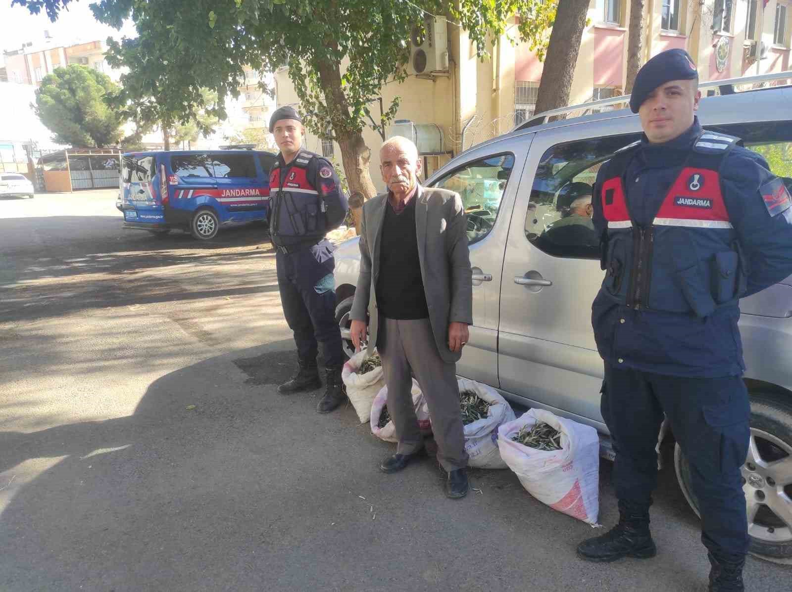 Zeytin hırsızları Jandarma dedektiflerinin ağında yakalandı
