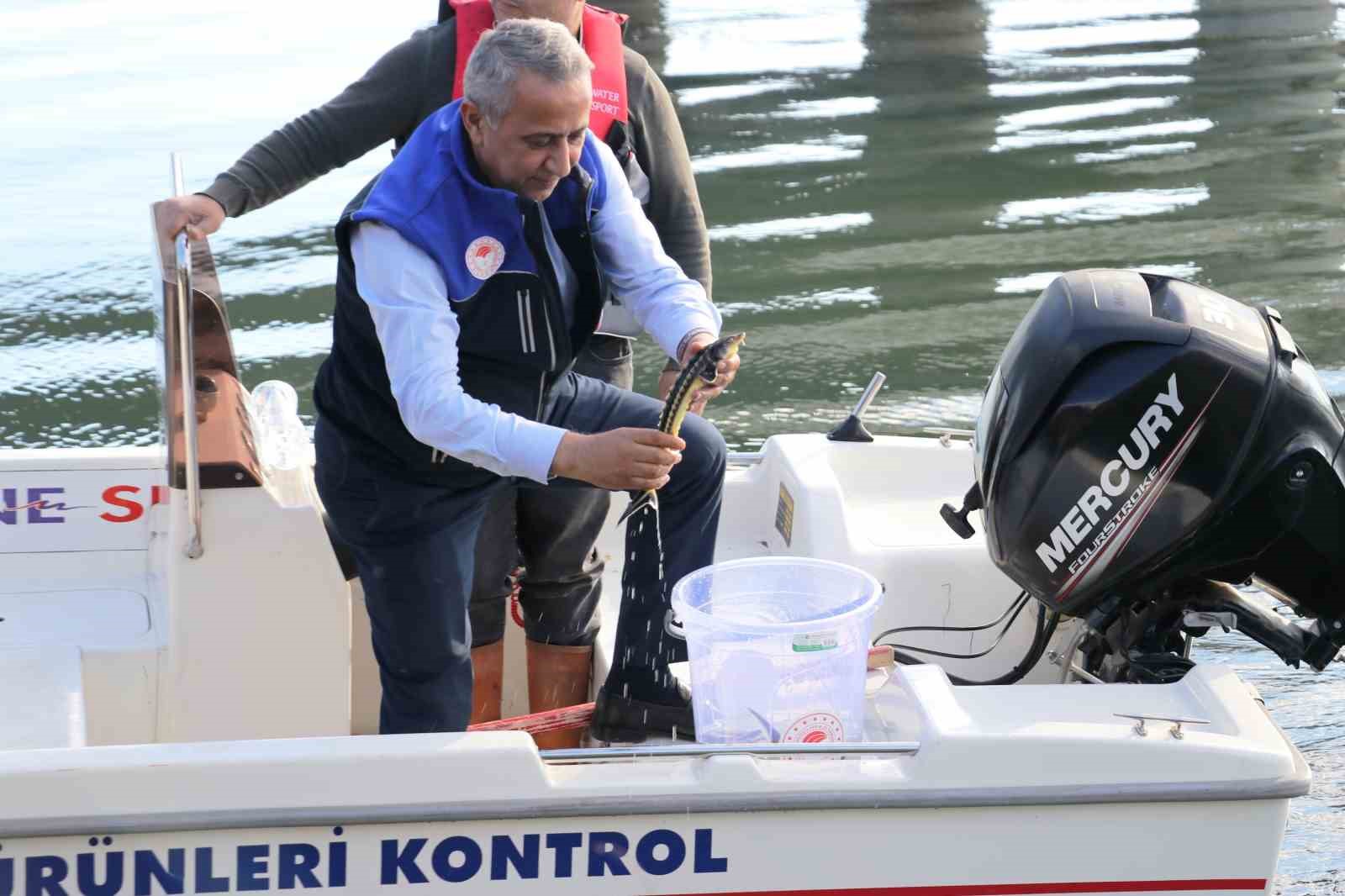 Yeşilırmak Nehri’ne 5 bin Mersin balığı yavrusu bırakıldı