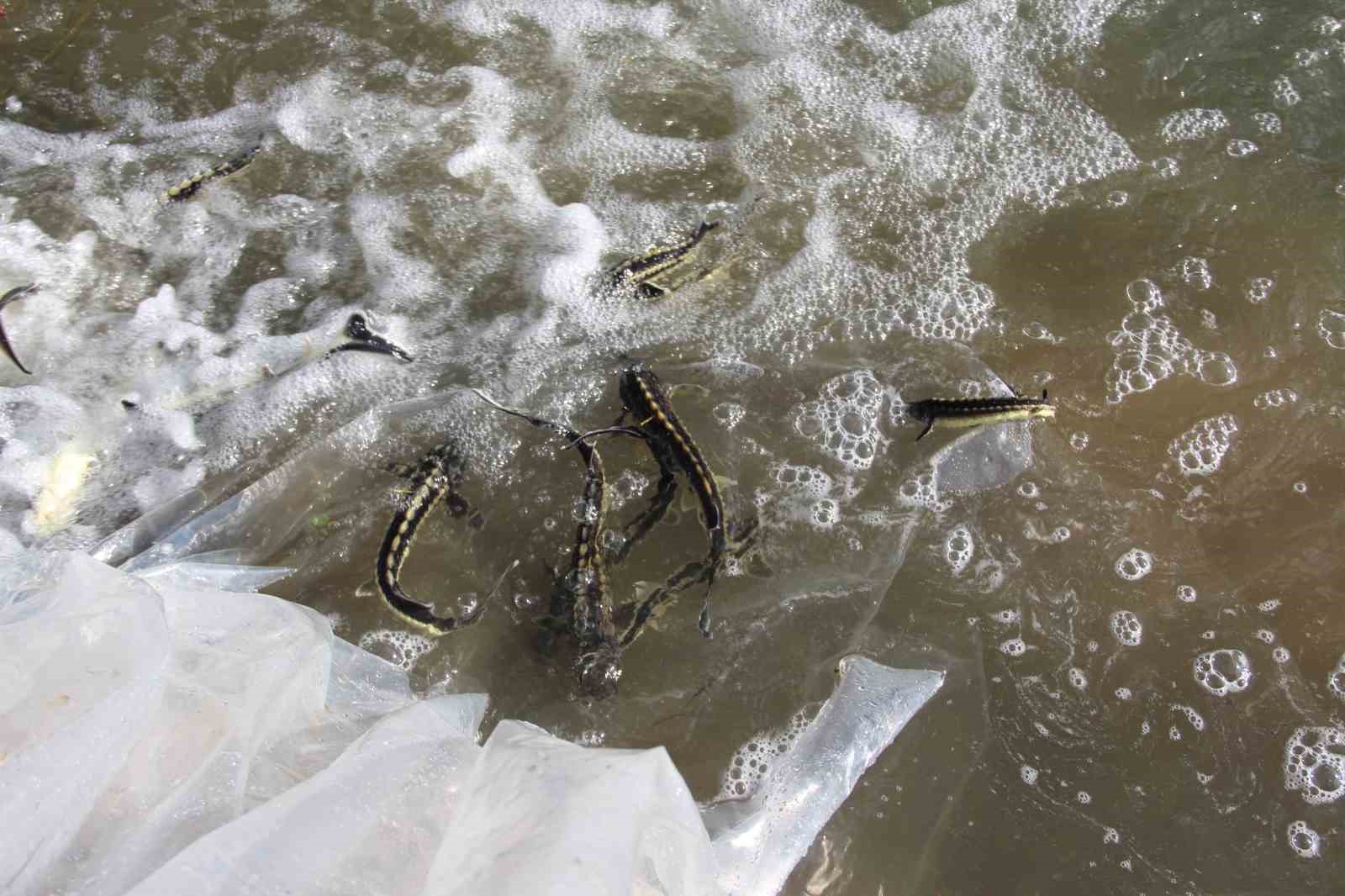 Yeşilırmak Nehri&rsquo;ne 5 bin Mersin balığı yavrusu bırakıldı
