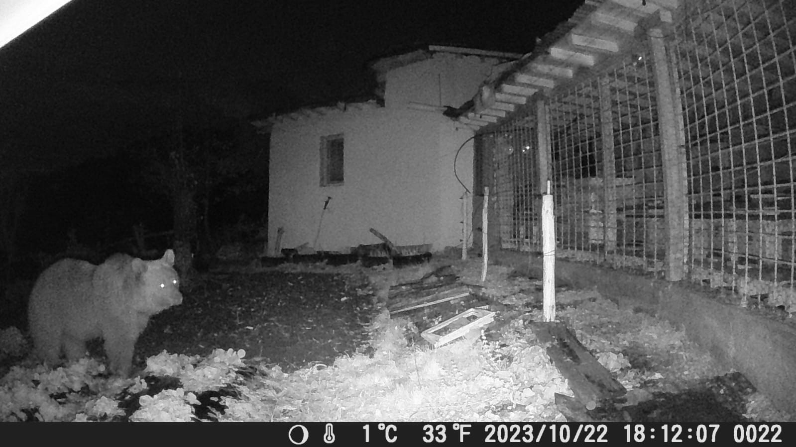 Uykusu ka&ccedil;an ayılar il&ccedil;eye dadandı, meyve bah&ccedil;esini talan etti
