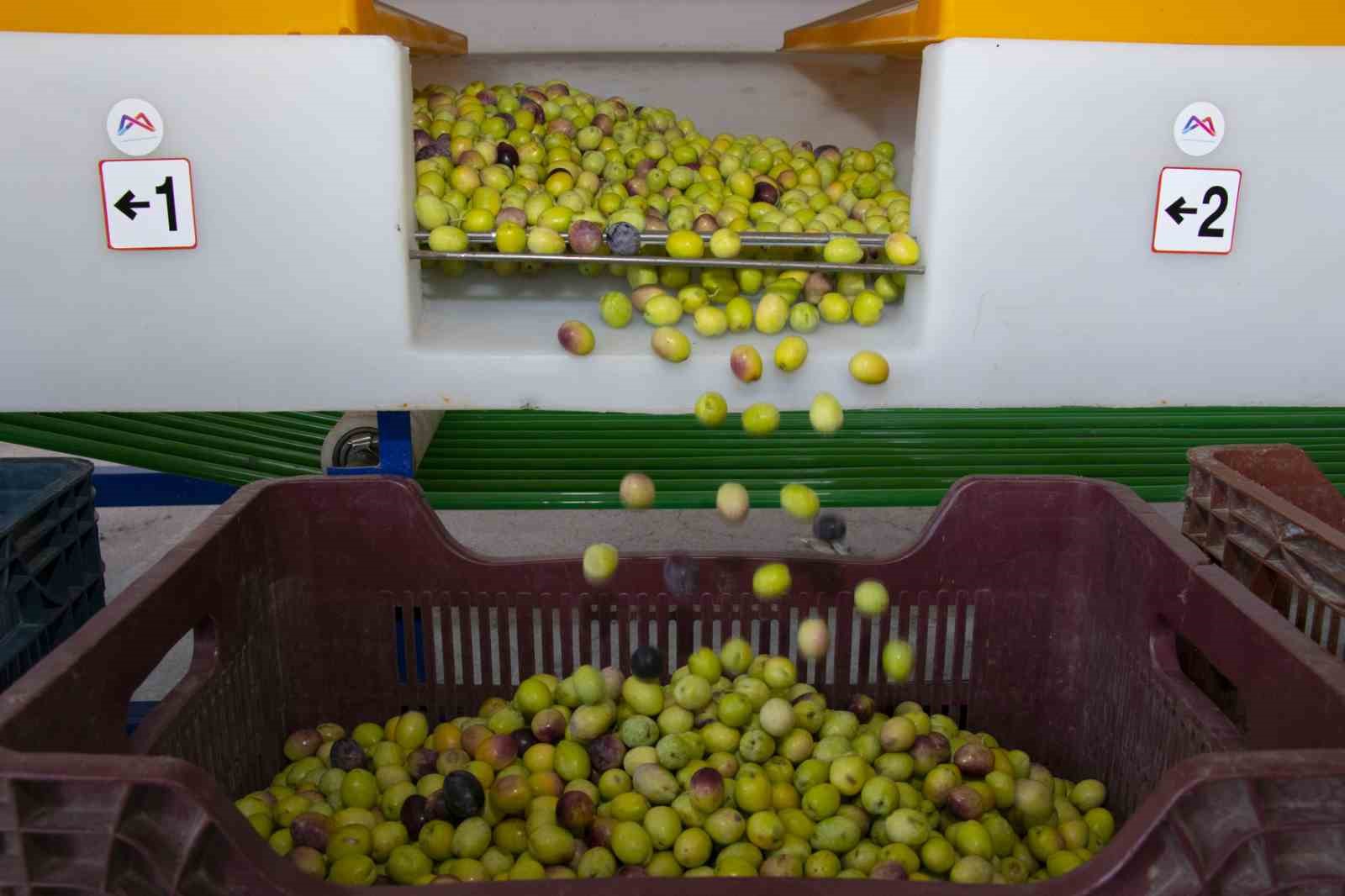 Boylama makinesi zeytin üreticisinin yüzünü güldürüyor
