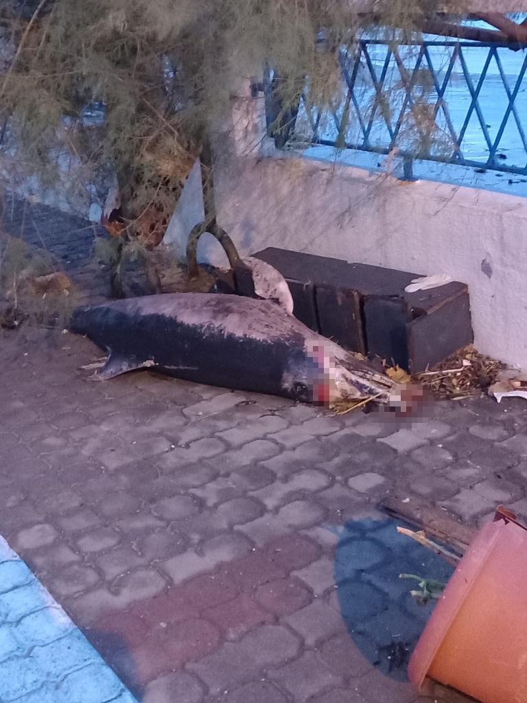 Küçükkuyu’da fırtına sonrası ölü yunus balığı karaya vurdu