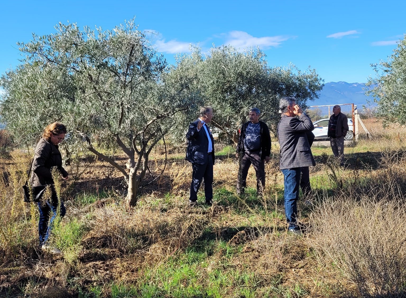 Dal kanseri artışı, zeytin üreticilerini endişelendirdi