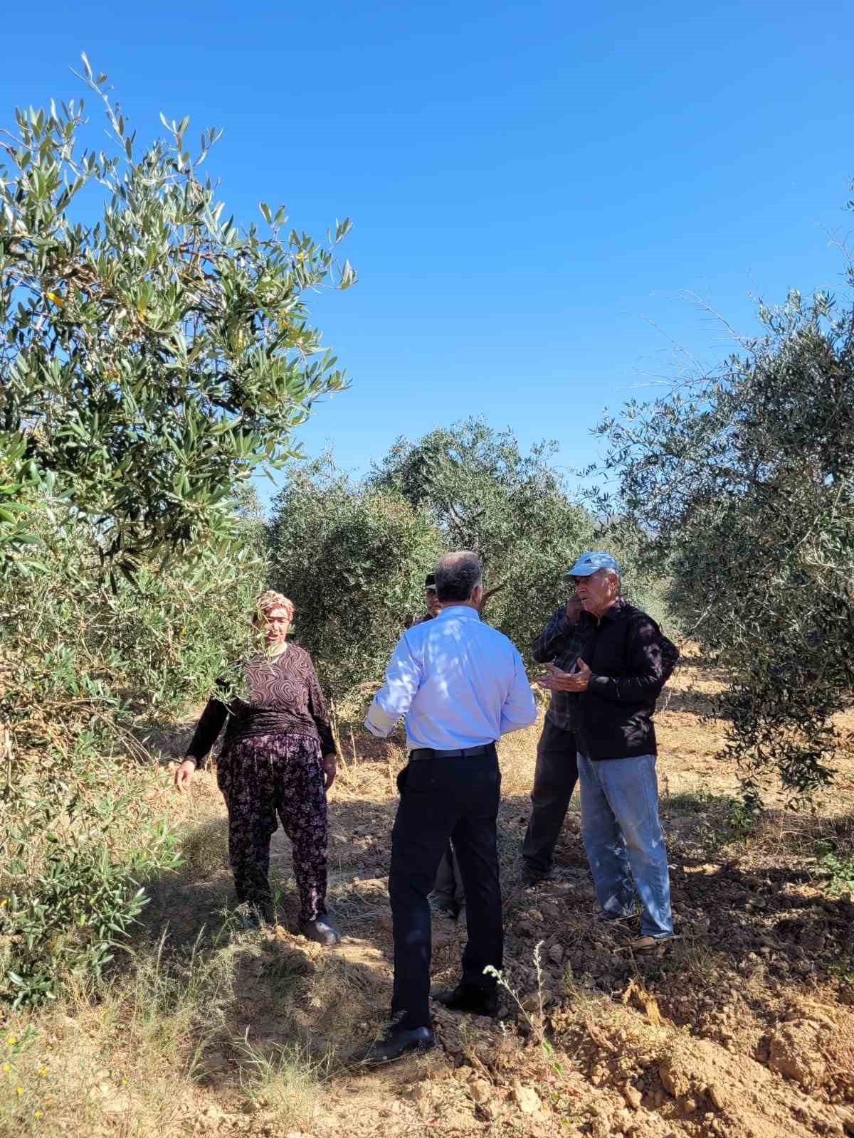 Dal kanseri artışı, zeytin üreticilerini endişelendirdi