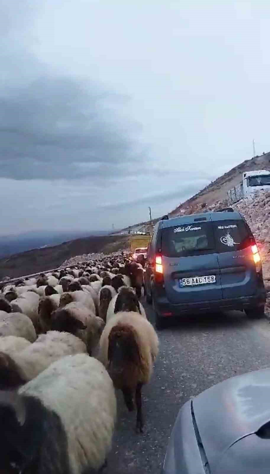 Siirt’te koyun sürüsünün geçtiği yol trafiğe kapandı