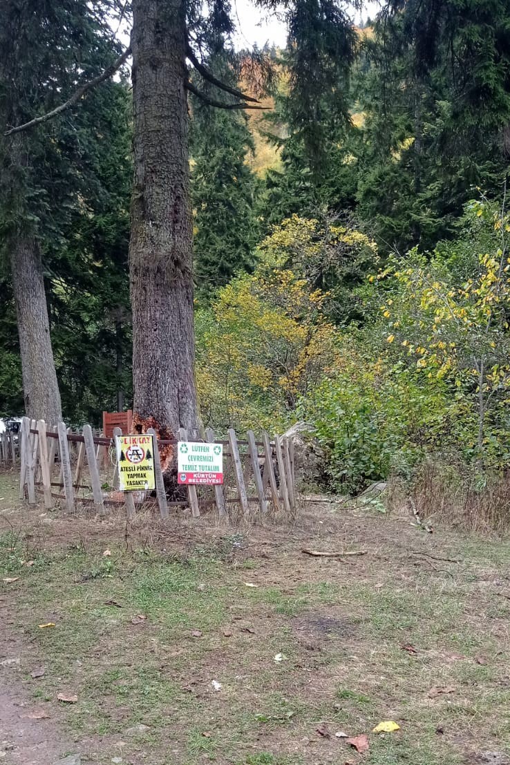 G&uuml;m&uuml;şhane&rsquo;de fırtına y&uuml;zlerce yıllık ağacı devirdi
