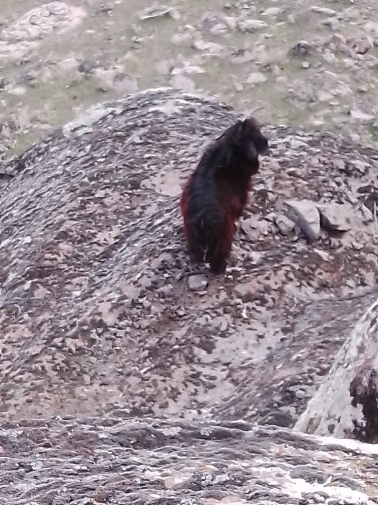 Kayalıklarda mahsur kalan hayvanlar kurtarıldı

