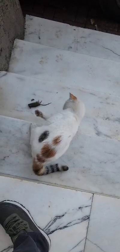 ’Kedinin fareyle oynadığı gibi oynamak’ deyimi gerçek oldu