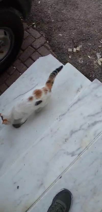 &rsquo;Kedinin fareyle oynadığı gibi oynamak&rsquo; deyimi ger&ccedil;ek oldu
