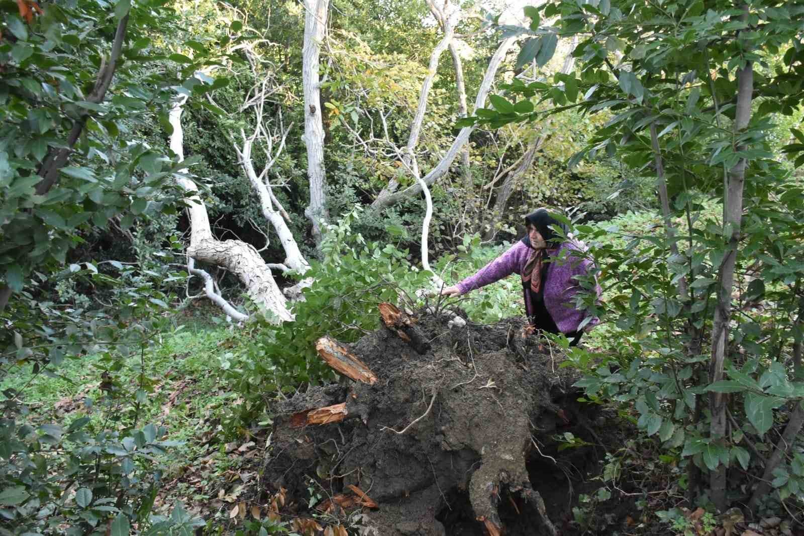 Sert lodos yarım asırlık ceviz ağacını yıktı