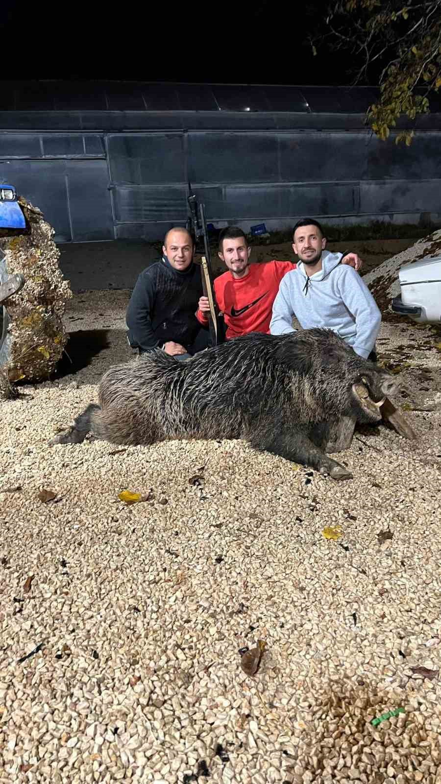 Bah&ccedil;esine tebelleş olan dev domuzu, 7 yılın sonunda &ouml;ld&uuml;rd&uuml;
