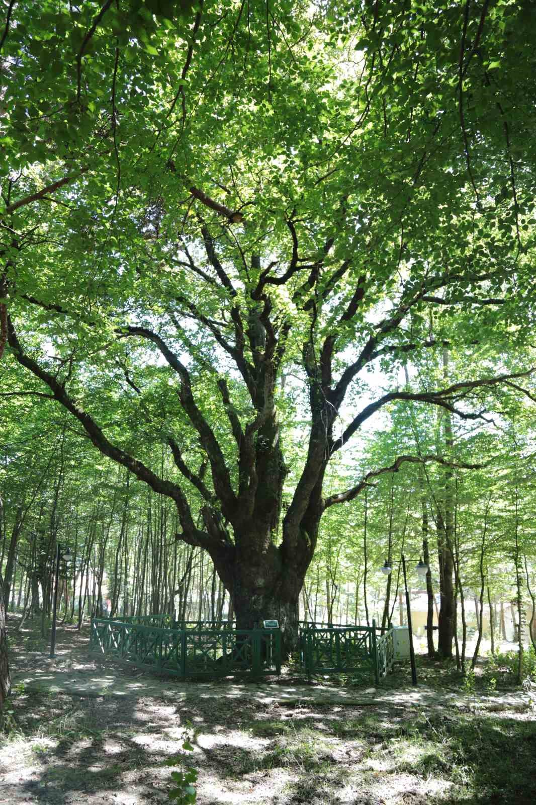 Bolu Dağı’nın eteklerindeki otel misafirlerine eşsiz doğasıyla hizmet sunuyor