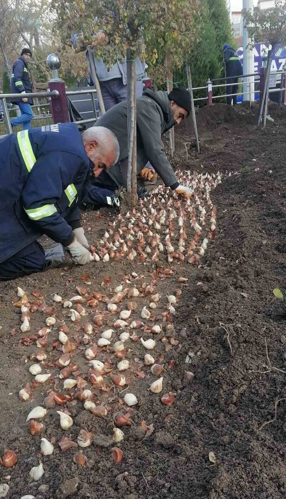 Sincan’da lale soğanı toprakla buluştu