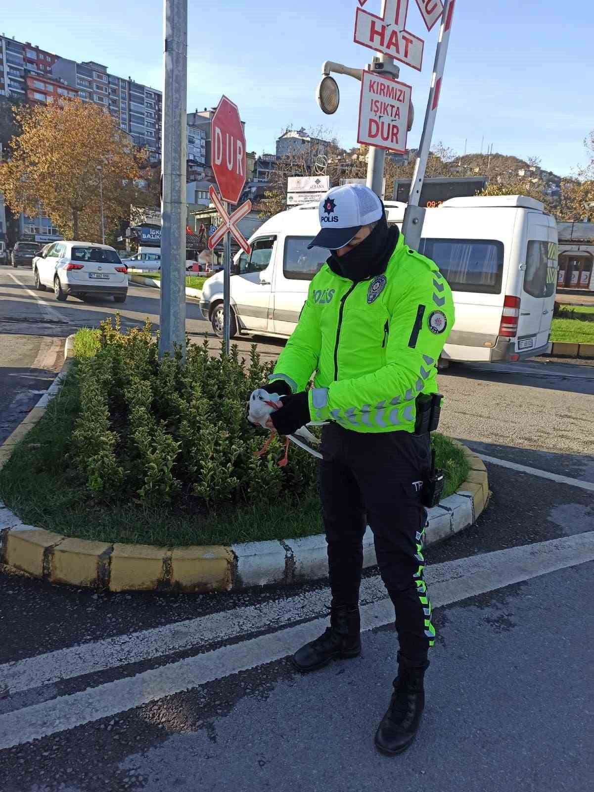 Yaralı martıya polisten şefkat eli
