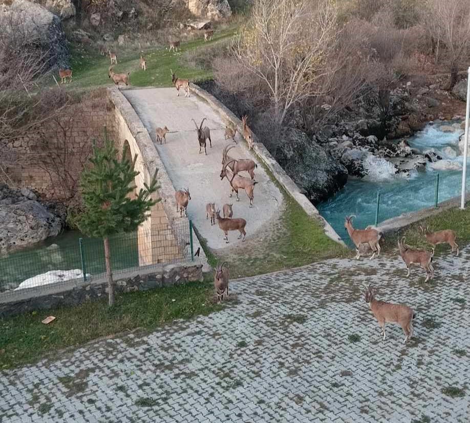 Dağ keçileri köprü üzerinde sürü halinde görüntülendi