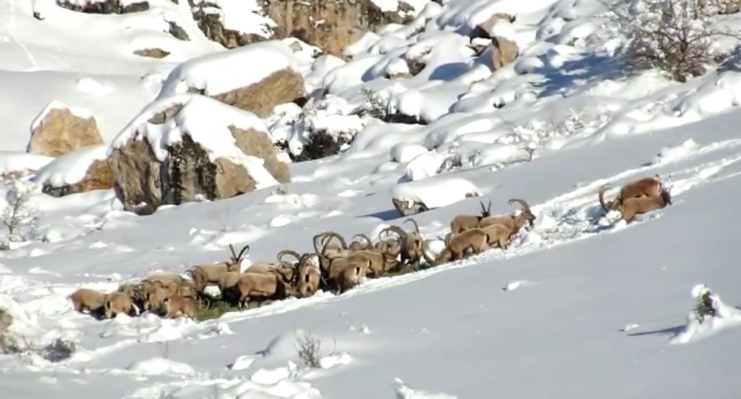 Niğde’de yaban hayvanları için doğaya yem bırakıldı