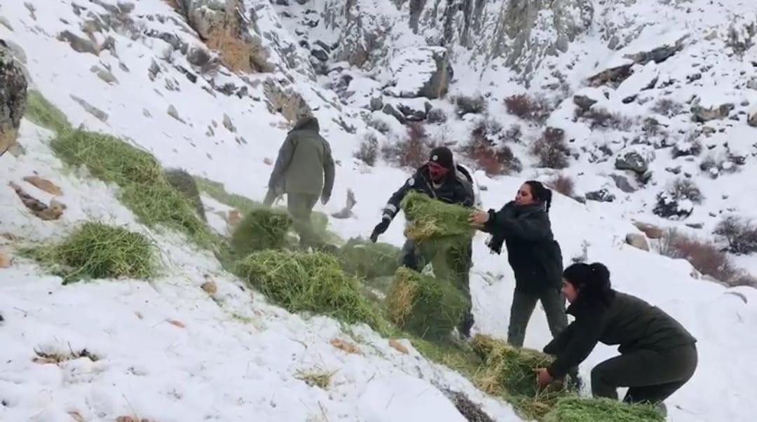 Niğde&rsquo;de yaban hayvanları i&ccedil;in doğaya yem bırakıldı
