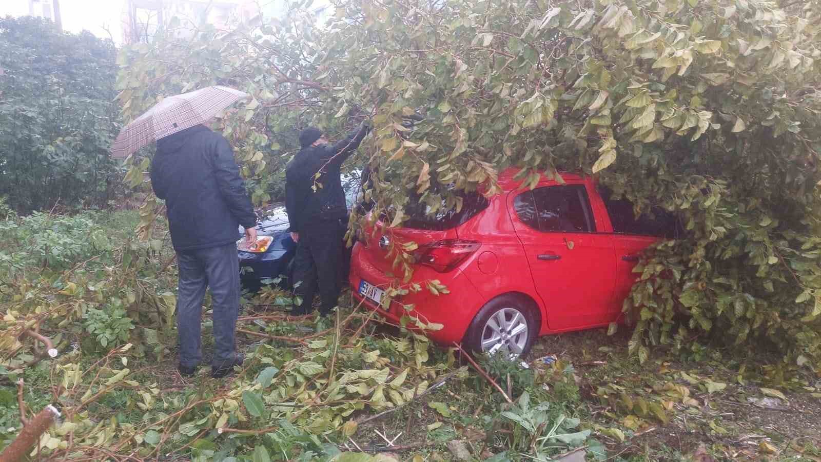 Dev ağaç, otoparktaki araçların üzerine devrildi