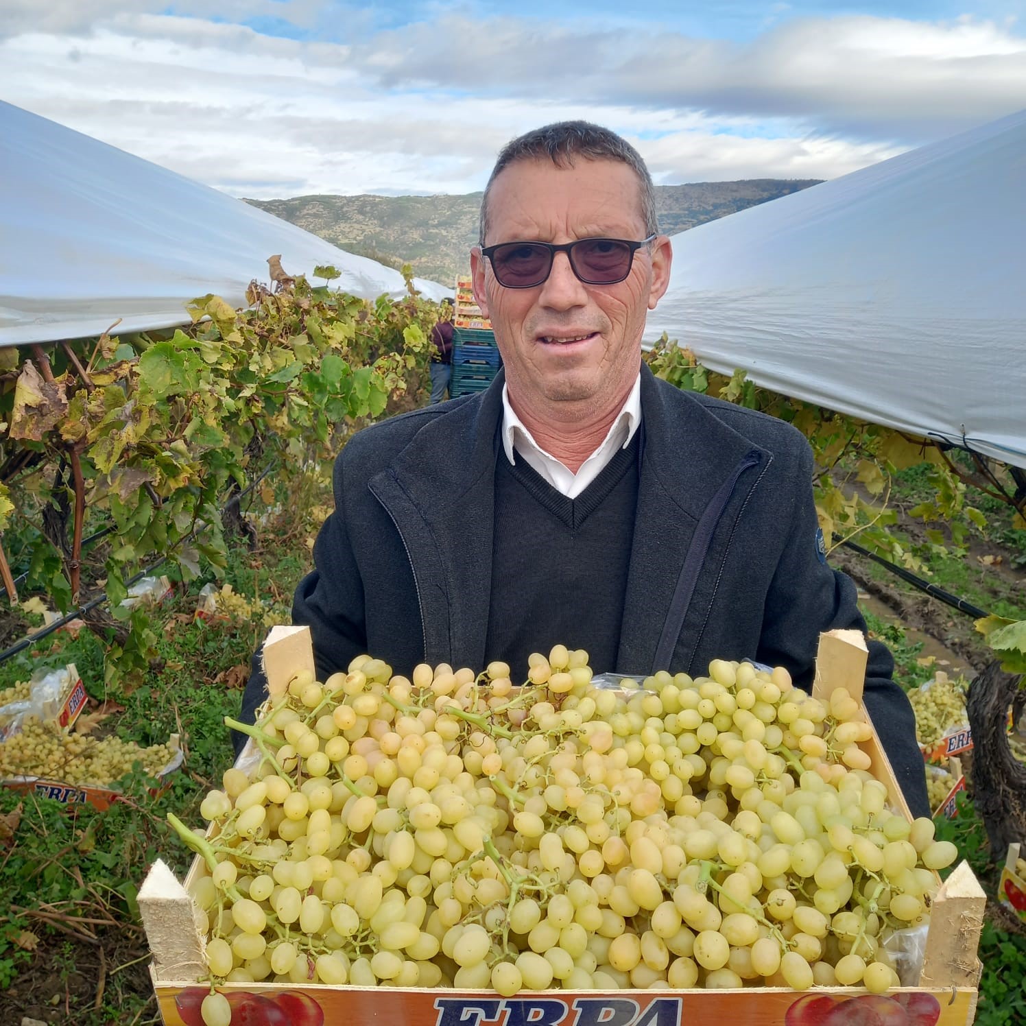 Sarıgöl’de bir yandan hasat bir yandan budama