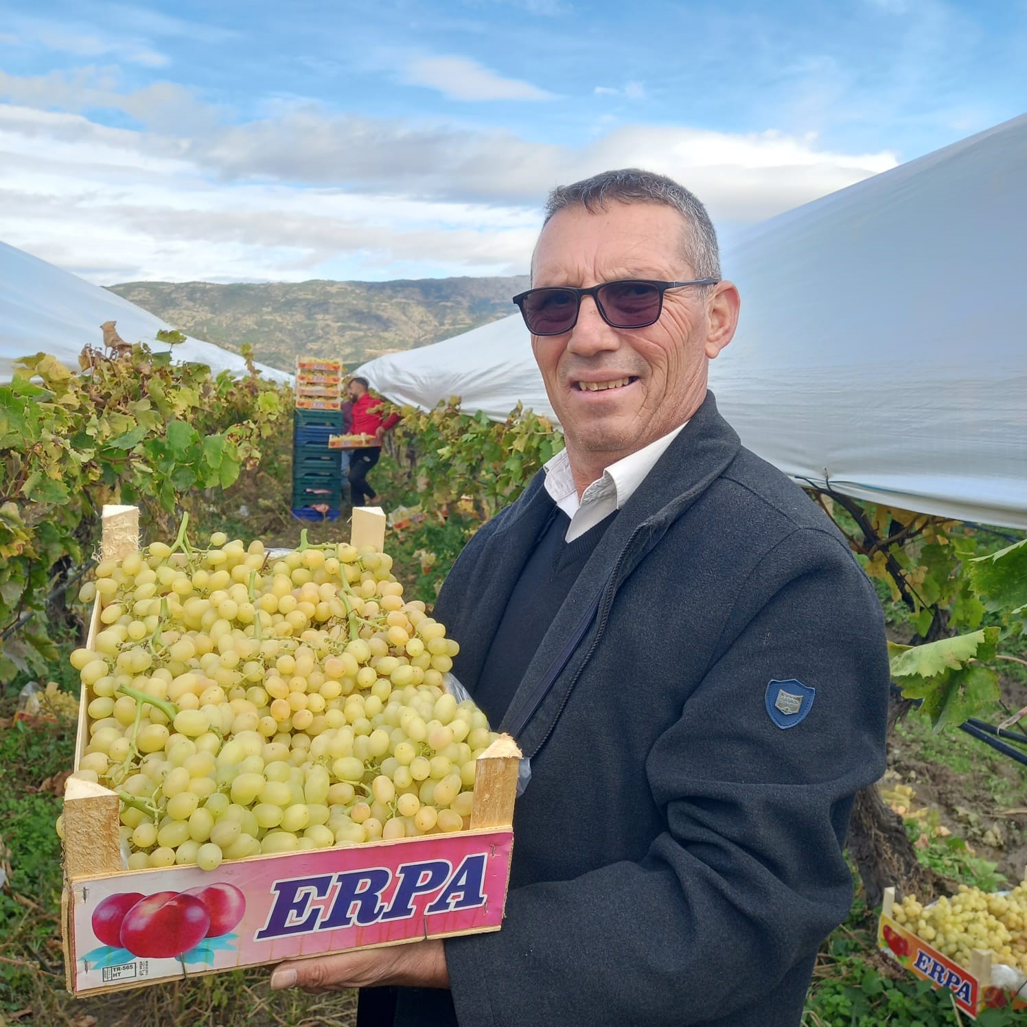 Sarıg&ouml;l&rsquo;de bir yandan hasat bir yandan budama

