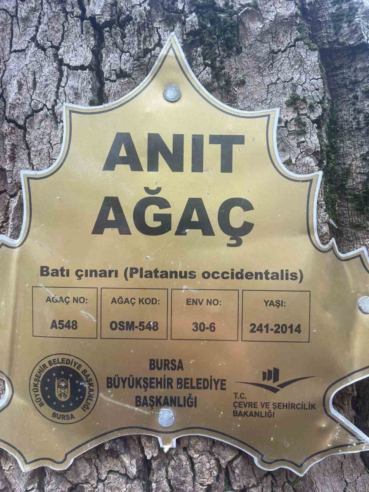 Tarihi Kozahan&rsquo;da 250 yaşındaki tarihi &ccedil;ınar fırtınaya dayanamadı
