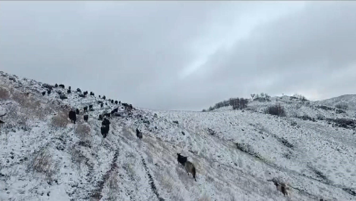 Kar ve tipiye yakalanan hayvan sürüsü güçlükle köye ulaştırıldı
