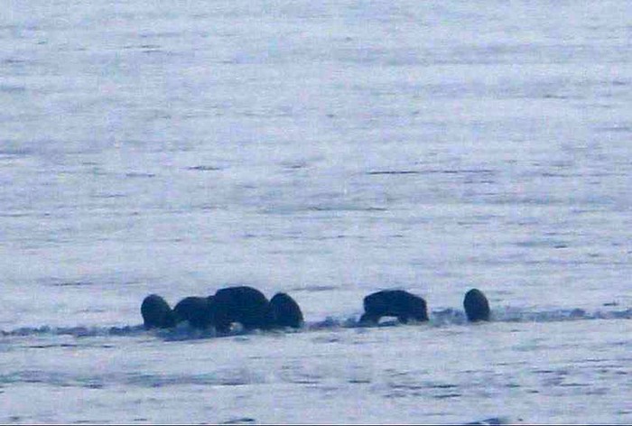 Karla kaplı Ardahan ovasında yiyecek arayan domuz s&uuml;r&uuml;s&uuml; g&ouml;r&uuml;nt&uuml;lendi
