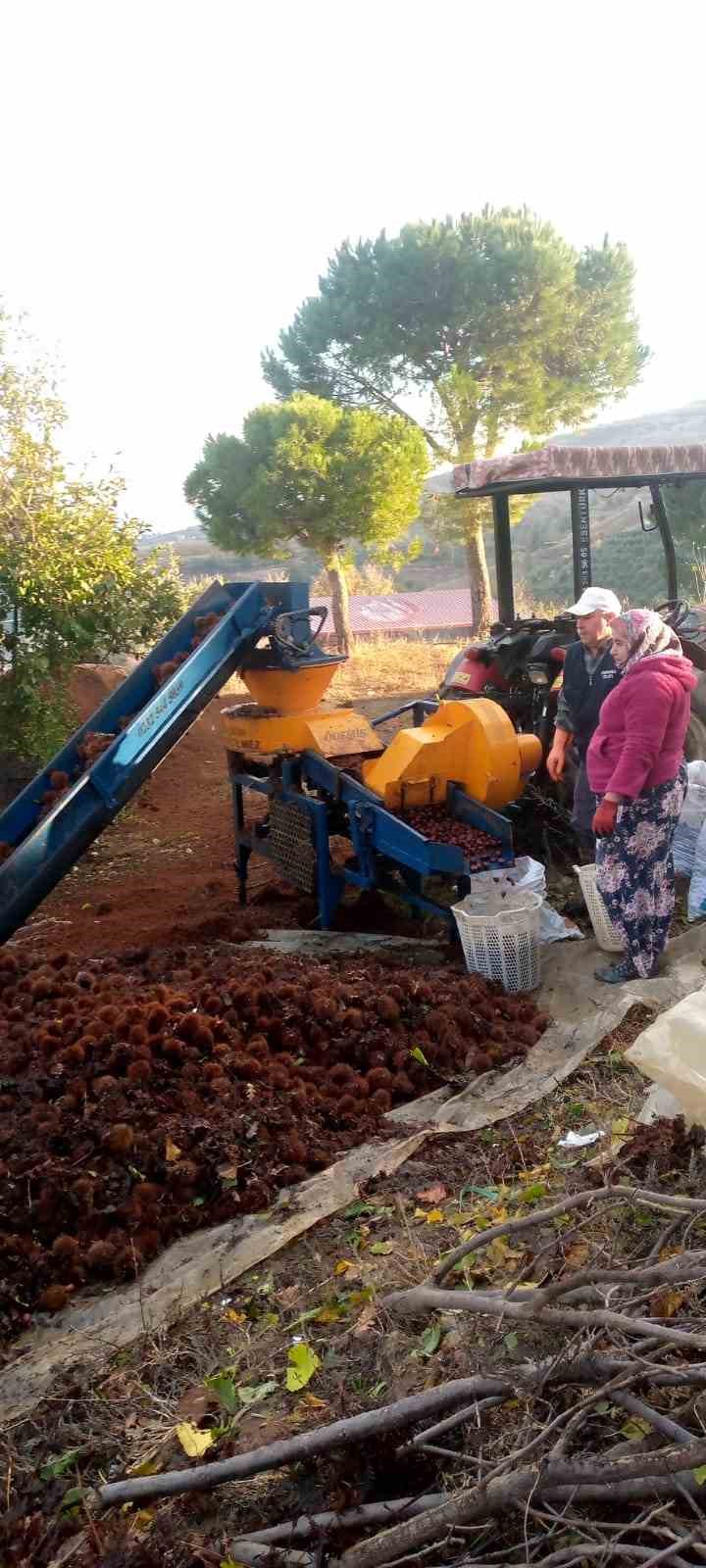 Kestanede bu yıl verim az kalite yüksek