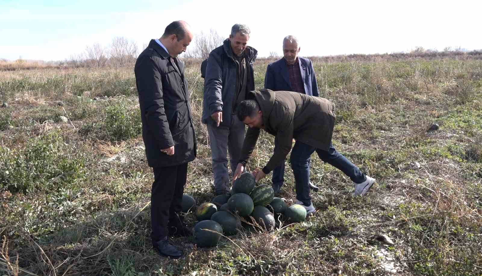 Iğdır’da karpuz hasadı
