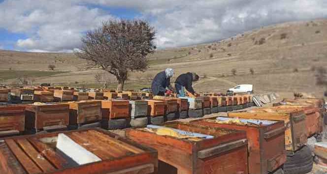 Deprem nedeniyle yüzlerce kovandaki milyonlarca arı telef oldu