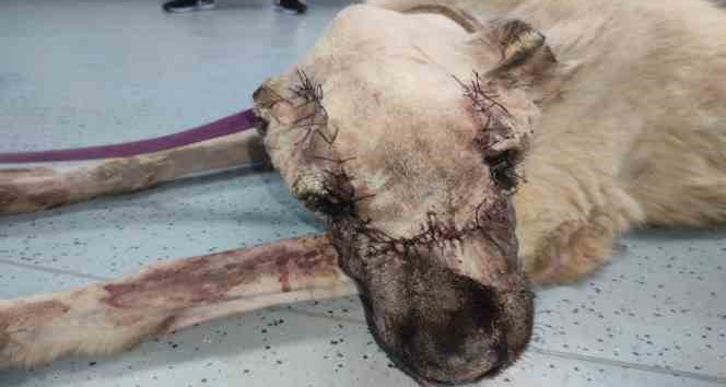 Yüzünde tümör oluşan sokak köpeği sağlığına kavuşturuldu
