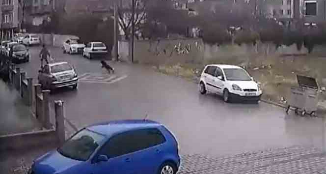 Kendisine doğru koşan köpekleri fark etti, otomobil üzerine çıktı
