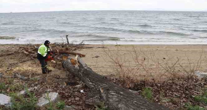 Yalova’da fırtınada zarar gören ağaçların yerinde yeni fidanlar yeşerecek