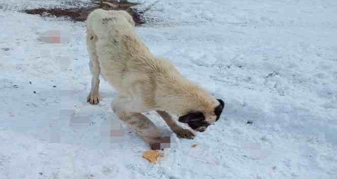 Kurt kapanına kapılarak patisi kopan köpek tedavi altına alındı