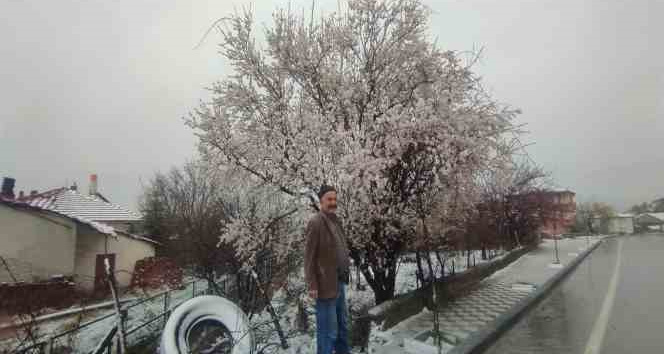 Yozgat’ta çiçek açan erik ağacı kar altında kaldı