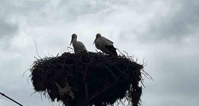 Baharın müjdecisi leylekler yuvalarına döndü