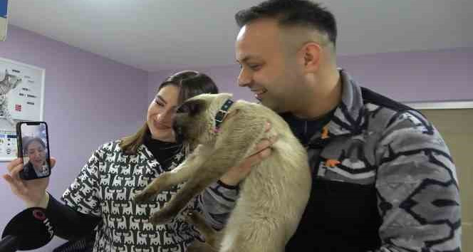 Depremde kaybolmuştu, mikroçip sayesinde ’Paşa’nın sahibi bulundu