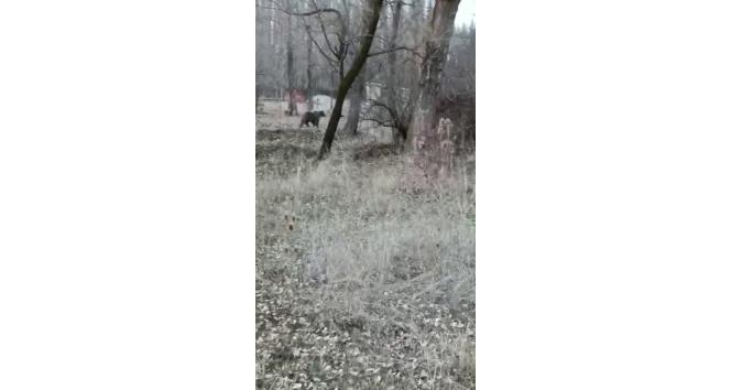 Aç kalan ayı köy yakınına kadar indi