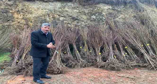 Akdağmadeni’nde maliyetine meyve fidanı satışı başladı