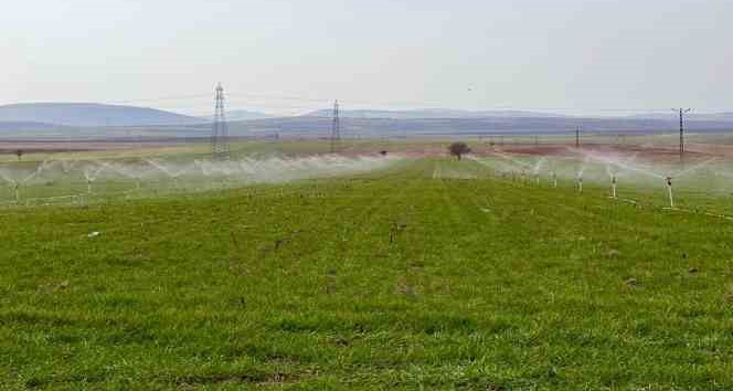 Tarım uzmanı uyardı: "Fazla sulama insan ve hayvan sağlığına zarar verebilir"