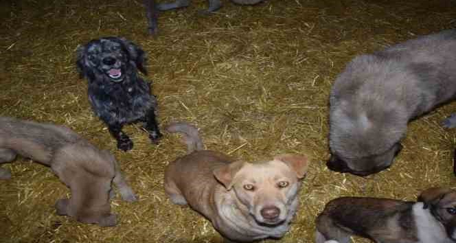 Sokak Hayvanlarını Yerinde Kısırlaştırma ve Rehabilitasyonu Projesi, Biga’daki köylerde devam ediyor