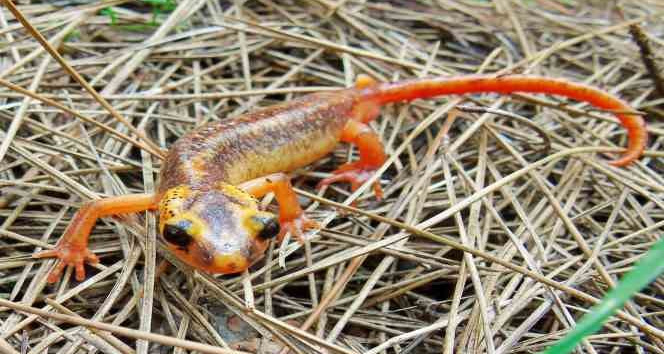 Tehdit altındaki türler için çalıştay