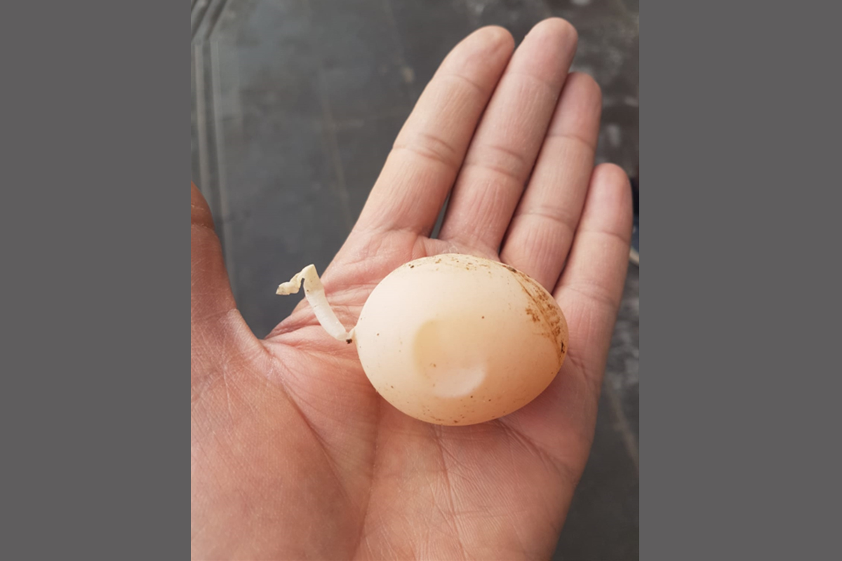Diyarbakır’da kuyruklu yumurta görenleri şaşırttı